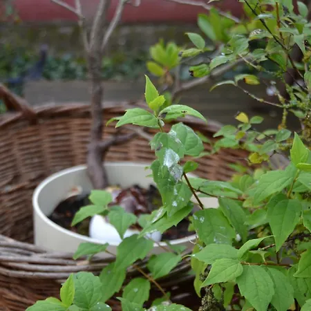 Le Jardin D Helant Ecquedecques